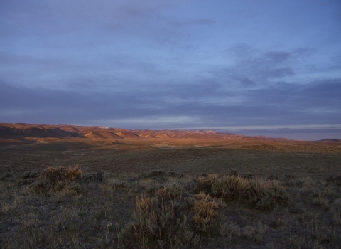 evening view of sagebrush growing in the forefront with mountains in the background