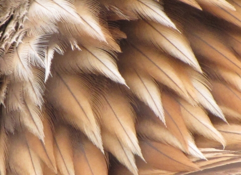 Close up of a Golden Eagle's feather
