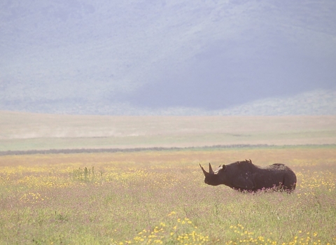 A black rhinoceros in the wild