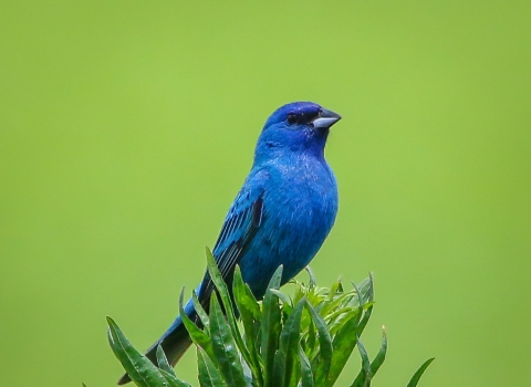 Bright blue indigo bunting perched atop bright green-leafed branch