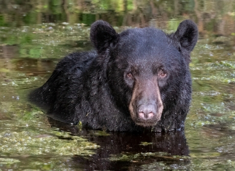 Large black bear with 3/4 of its body underwater in a Alligator River Refuge caNAL