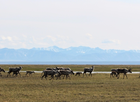 dozen caribou females and their calves on tundra with mountains in the distance