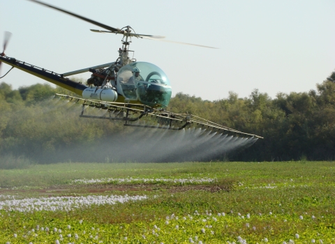 Aerial spraying of water hyacinth