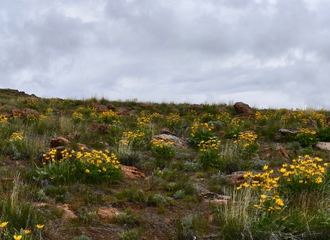 A hillside covered in plants with yellow flowers.