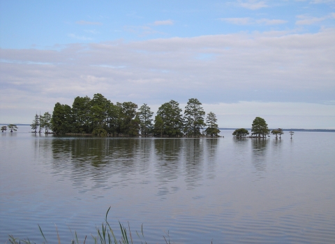 A line of green cypress trees stands partially submerged in a placid lake.