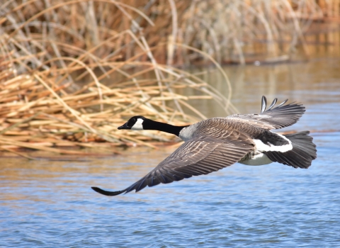 A large bird with a black head and a small white patch near its eye, brown body, white rump and dark grey tailfeathers flies low over a body of water. The water is bluish, with brownish-tan plants visible out of focus in the background