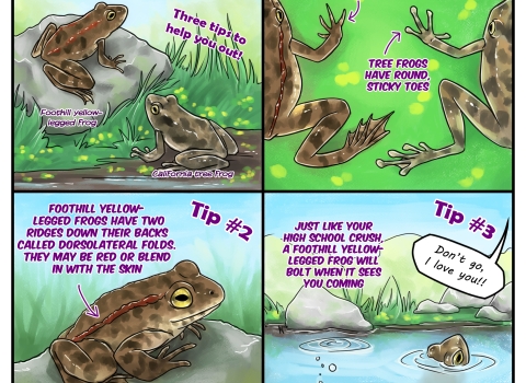 A four panel comic about telling the difference between foothill yellow legged frogs and california tree frogs.