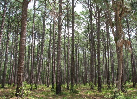 Longleaf pine stand at Pinckney Island National Wildlife Refuge
