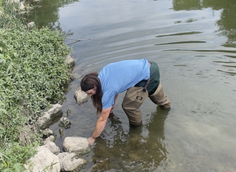 A biologist places a juvenile freshwater mussel into a river