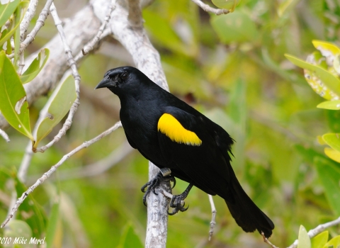 A yellow-shouldered blackbird perches on a tree limb. The bird is all black with yellow epaulets on its wings.