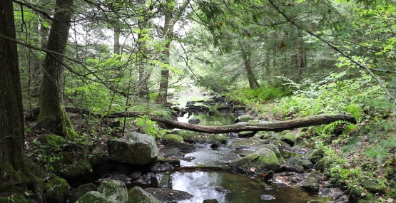 a stream flows around moss covered rocks through an evergreen forest.