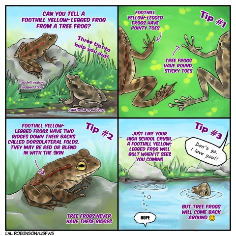 An illustrated four panel comic. Panel 1. One brown spotted frog called a California tree frog sits on the ground near a pond, and another brown spotted frog with slight differences called a foothill yellow legged frog sits on a rock next to it. The text says, Can you tell a foothill yellow legged frog from a tree frog? Three tips to help you out! Panel 2. Tip number one. Foothill yellow legged frogs have pointy toes, while tree frogs have round sticky toes. Two frogs lay side by side on the grass, one with the obvious pointy toes of the foothill yellow legged frog and one with the obvious bulbed toes of the tree frog. Panel 3. Tip number two. Foothill yellow legged frogs have two ridges down their backs called dorsolateral folds. They may be red or blend in with the skin. Tree frogs never have these ridges. A foothill yellow legged frog sits on a rock, with obvious red brown ridges going down its back from behind its eyes to its rear. Panel 4. Tip number three. Just like your high school crush, a foothill yellow legged frog will bolt when it sees you coming. The foothill yellow legged frog is nowhere to be seen, with just a speech bubble coming from beneath the water, saying Nope. Above, an offscreen person cries, Don't go, I love you!! However, next to where the frog has disappeared, a tree frog is pointing its nose above the water. Unlike a foothill yellow legged frog, tree frogs will soon come back to the surface. How heart warming!