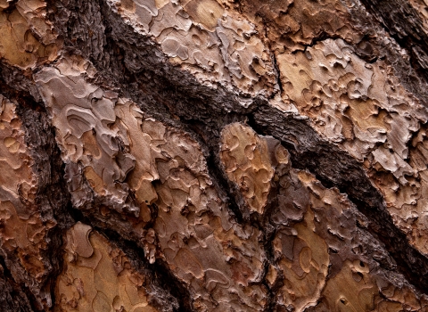 Close up photo of the bark of a Ponderosa Pine tree