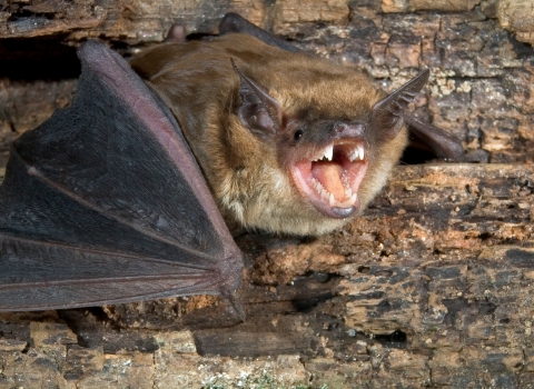 A brown opens it mouth while resting on the bark of a tree
