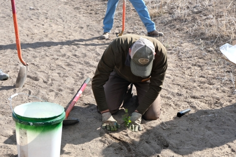 employee of the Colorado State Forest Service kneels on the soil to demonstrate how to plant native species