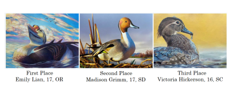 Junior Duck Stamp 2024 Winning images