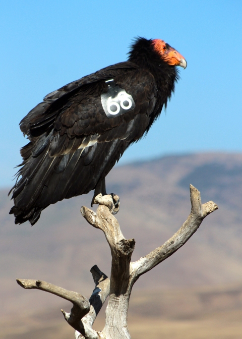 Adult California condor showing its bright orange colored head, perching on a tree snag.
