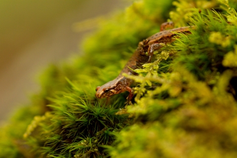 An orange salamander with black spots walking on moss