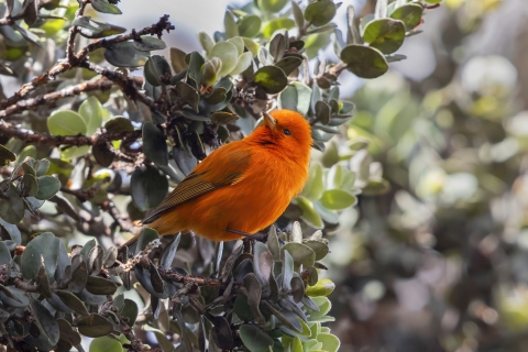 An ʻākepa perched on a branch showing off its bright orange feathers