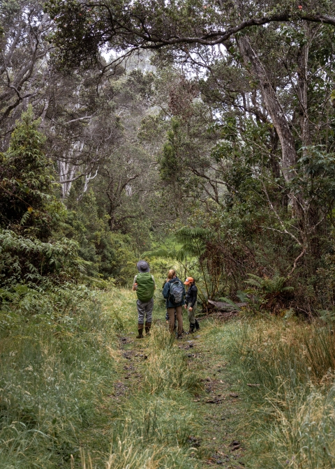 Staff and volunteers conducting forest bird surveys at Hakalau Forest NWR