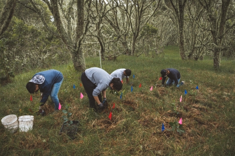 Volunteers lean over to plant trees in grassy area of a forest in Hawai'i. These trees provide crucial habitat for native birds within the refuge.