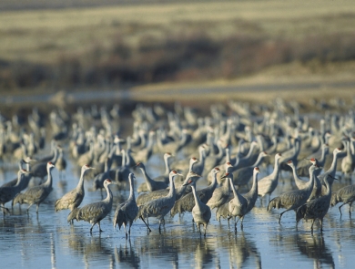 large flock of sandhill cranes standing in shallow water