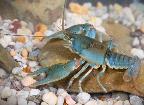 Bright blue, Big Sandy crayfish resting on a rock. 