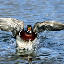 Wood Duck in flight over water