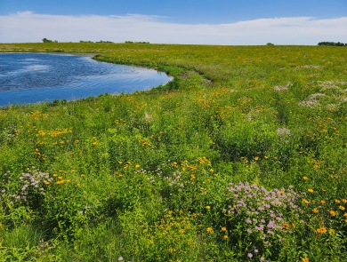 Blue sky with an abundance of wildflowers growing along the water.