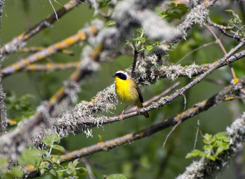 Common yellowthroat on a tree branch