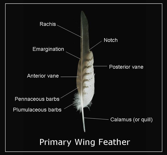 Diagram of feather anatomy showing rachis, vanes, barbs, calamus, and other parts