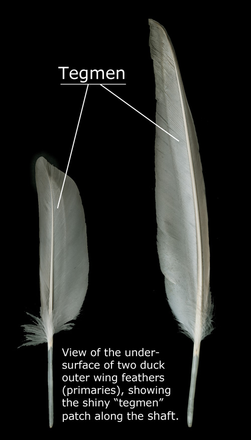 Diagram showing tegmen patch on underside of waterfowl primary feather