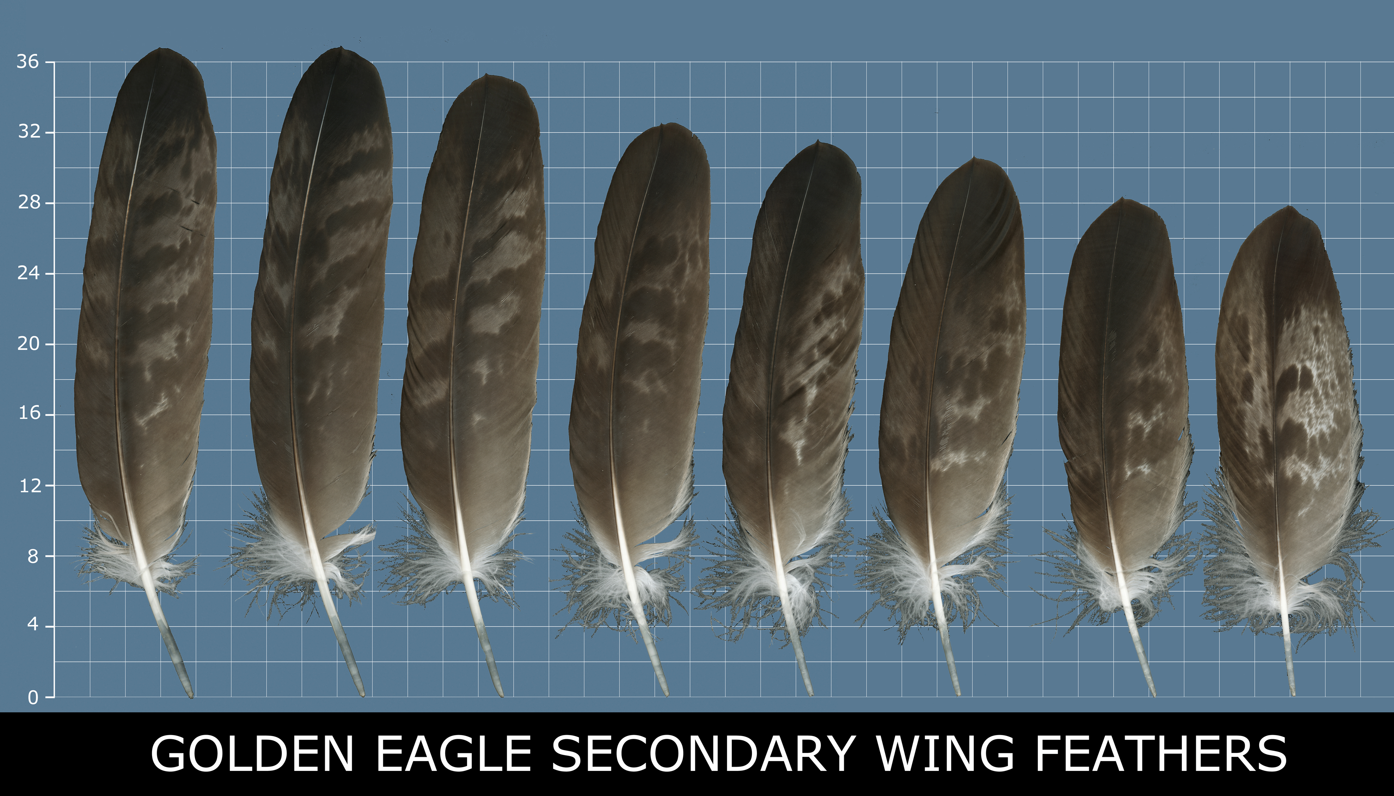 Example of secondary wing feathers showing rounded tips