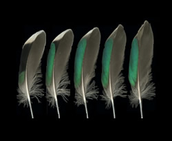 Example of colorful iridescent feather