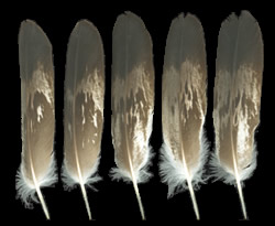 Example of mottled feather pattern