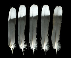 Example of feather with pale tip