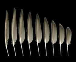 Example of unpatterned feather