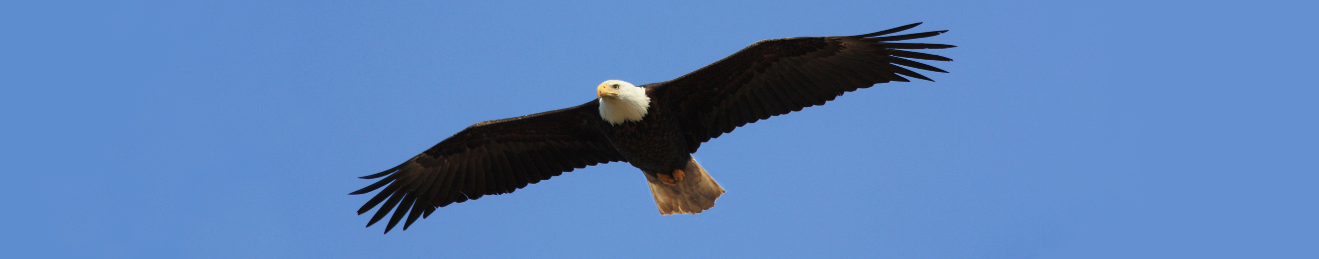 Bald Eagle in flight with wings spread