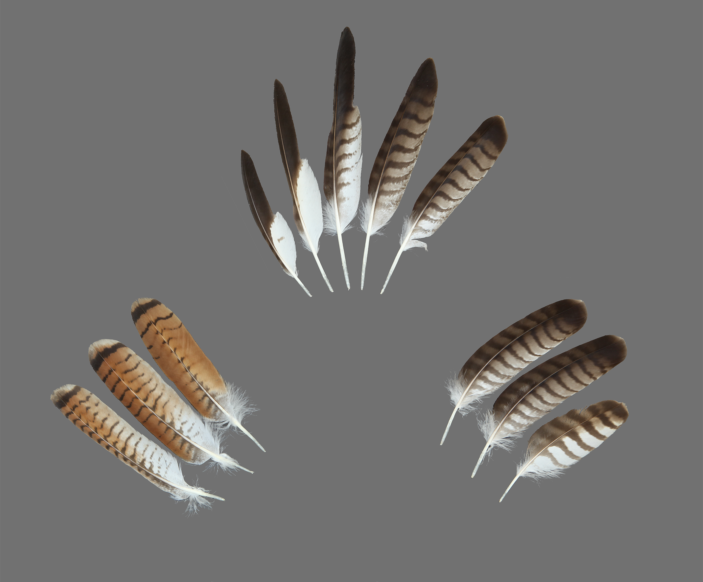 Diagram of Red-tailed Hawk showing primary wing feathers, secondary wing feathers, and tail feathers