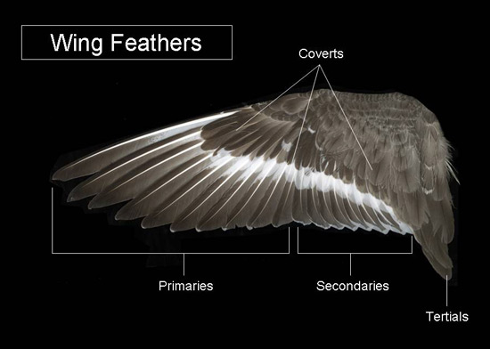 Diagram of spread bird wing showing primary feathers, secondary feathers, tertials, and coverts
