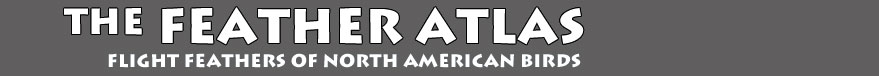 U.S. Fish and Wildlife Service Feather Atlas logo