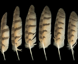 Example of barred feather pattern