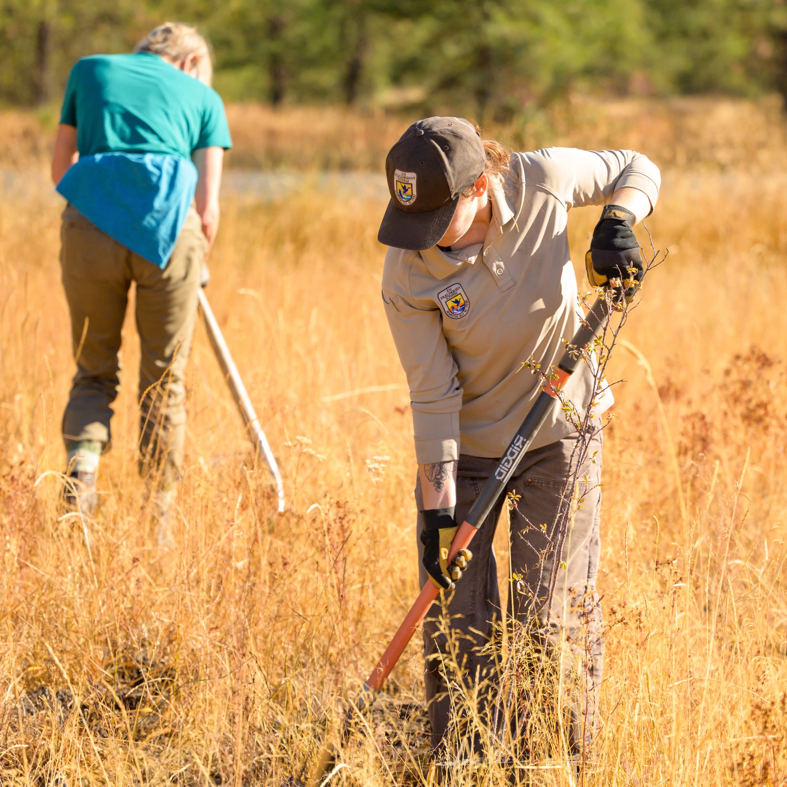 Volunteers Plant Trees
