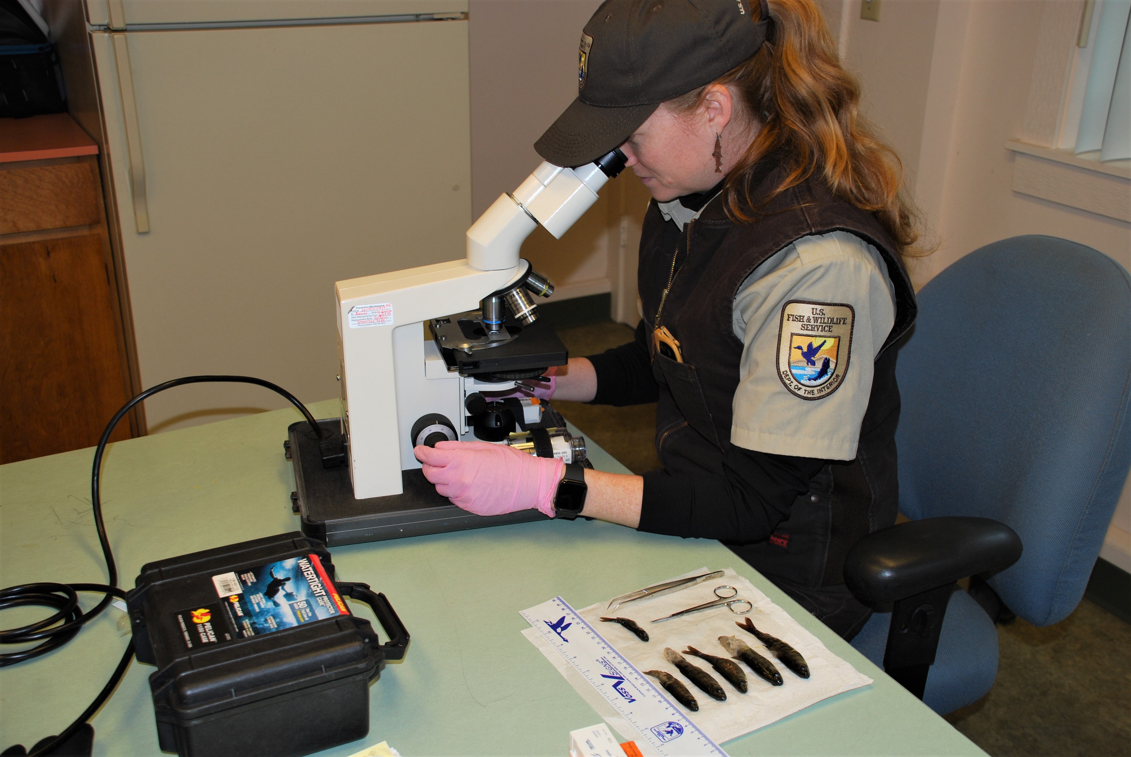 Pacific-Region-Veterinarian-Coho-Salmon-Fish Health-Inspection | FWS.gov