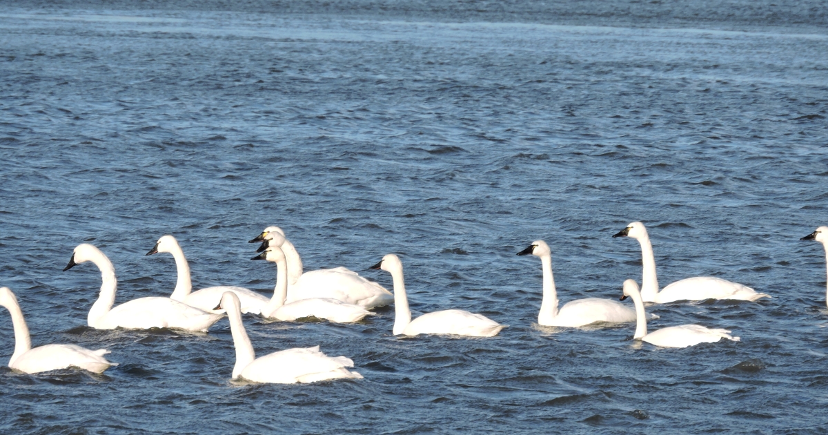 Eastern Neck National Wildlife Refuge | Library | U.S. Fish & Wildlife ...