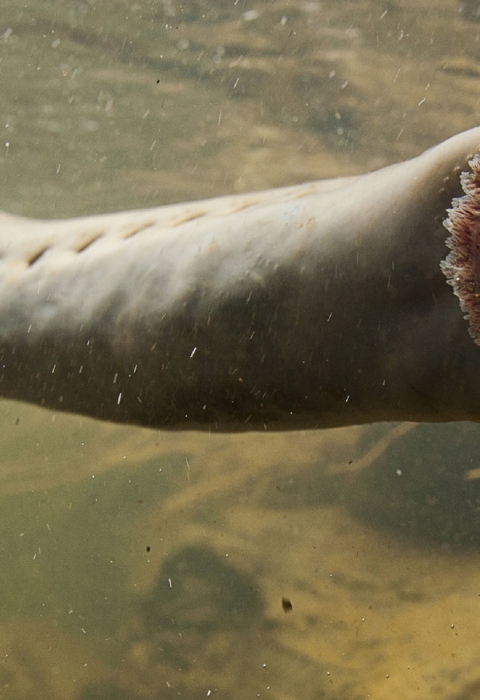 A long tubular fish suctions its flat, disc-like mouth onto a clear surface, showing off its teeth