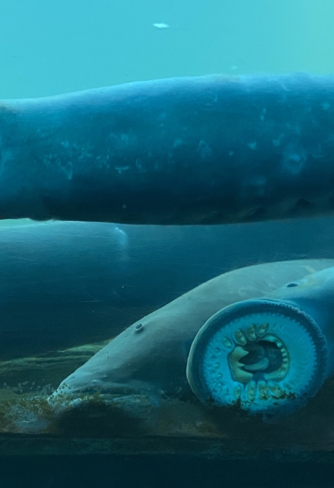 A view through glass of four long fish in blue water with their mouths suctioned onto the glass and showing their round, jawless mouths with rows of teeth.