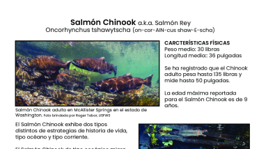 Ficha Tecnica de Salmones del Pacifico