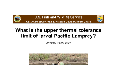 What is the upper thermal tolerance limit of larval Pacific Lamprey? Annual Report: 2020