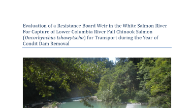 Evaluation of a Resistance Board Weir in the White Salmon RiFor Capture of Lower Columbia River Fall Chinook Salmon (Oncorhynchus tshawytscha) for Transport during the Year of Condit Dam Removal